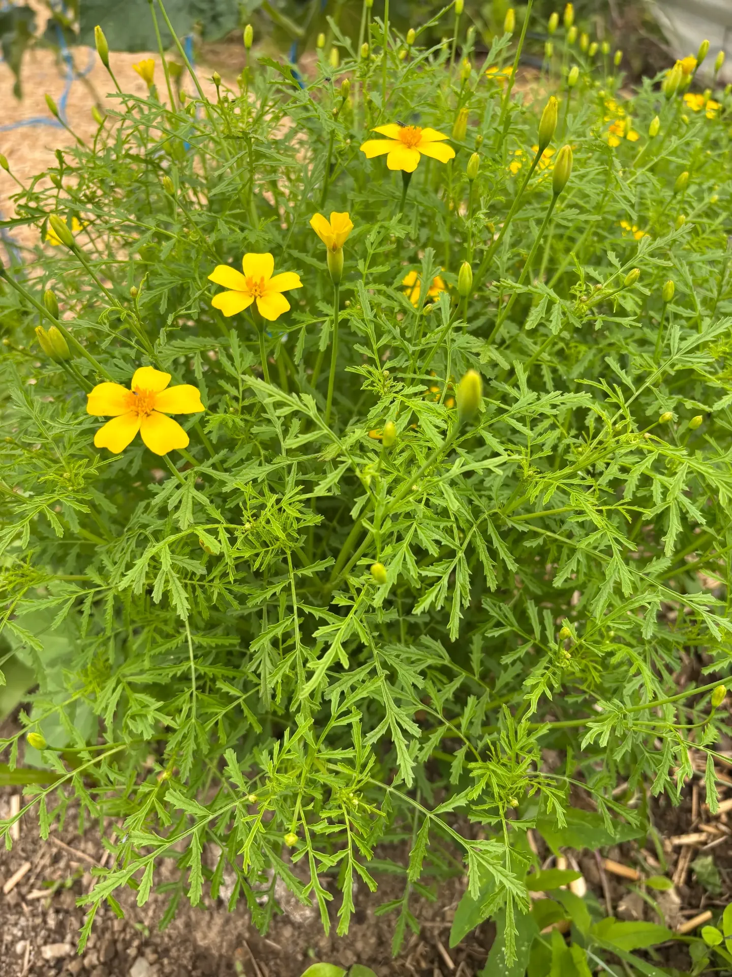 Fleurs de tagètes citron 15p