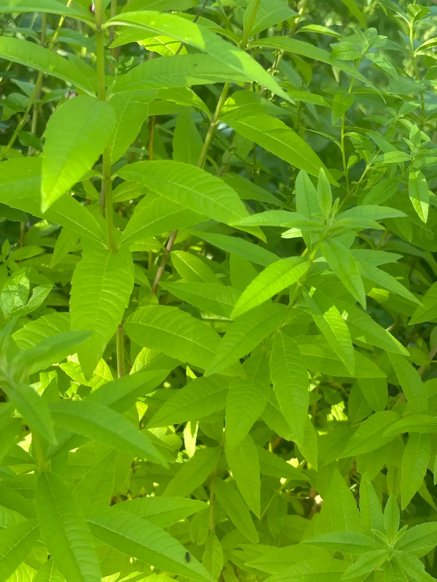 Verveine citronnelle botte