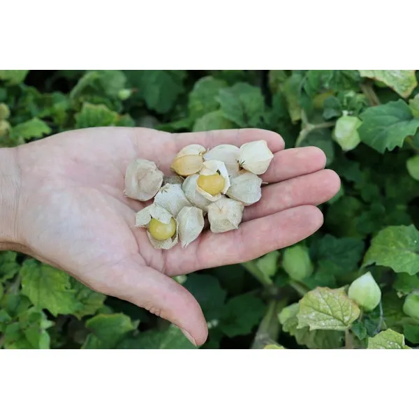 PHYSALIS Cerise de Terre 100g