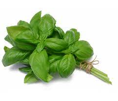 Basilic Vert bouquet