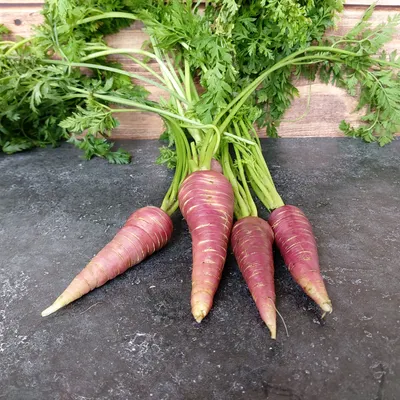 Carottes Mauves botte