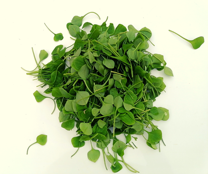 Claytone de cuba (pourpier d'hiver) botte