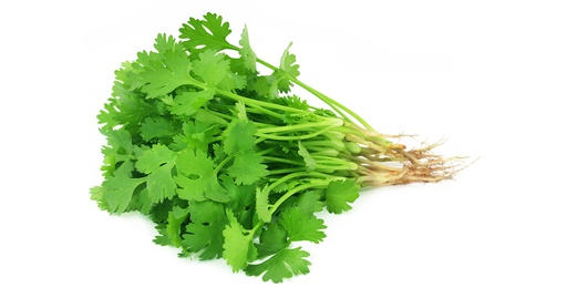 Coriandre botte