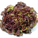 Laitue feuille de chêne rouge Pce (moyenne)