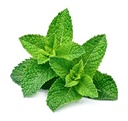 Menthe poivrée botte