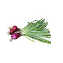 Oignon Rouge botte