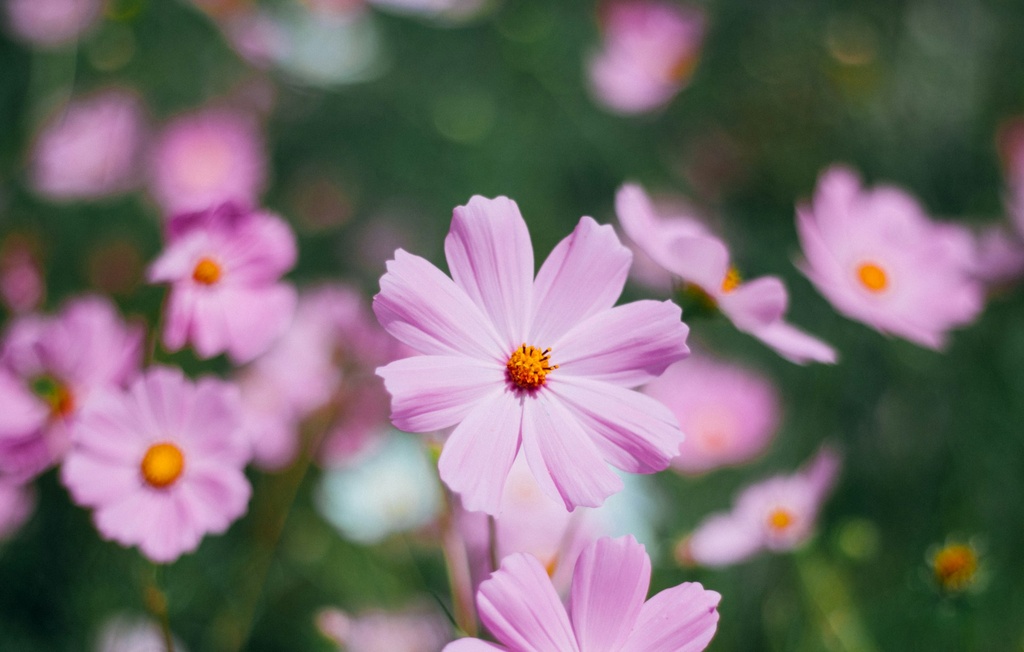 Fleurs de cosmos 15p