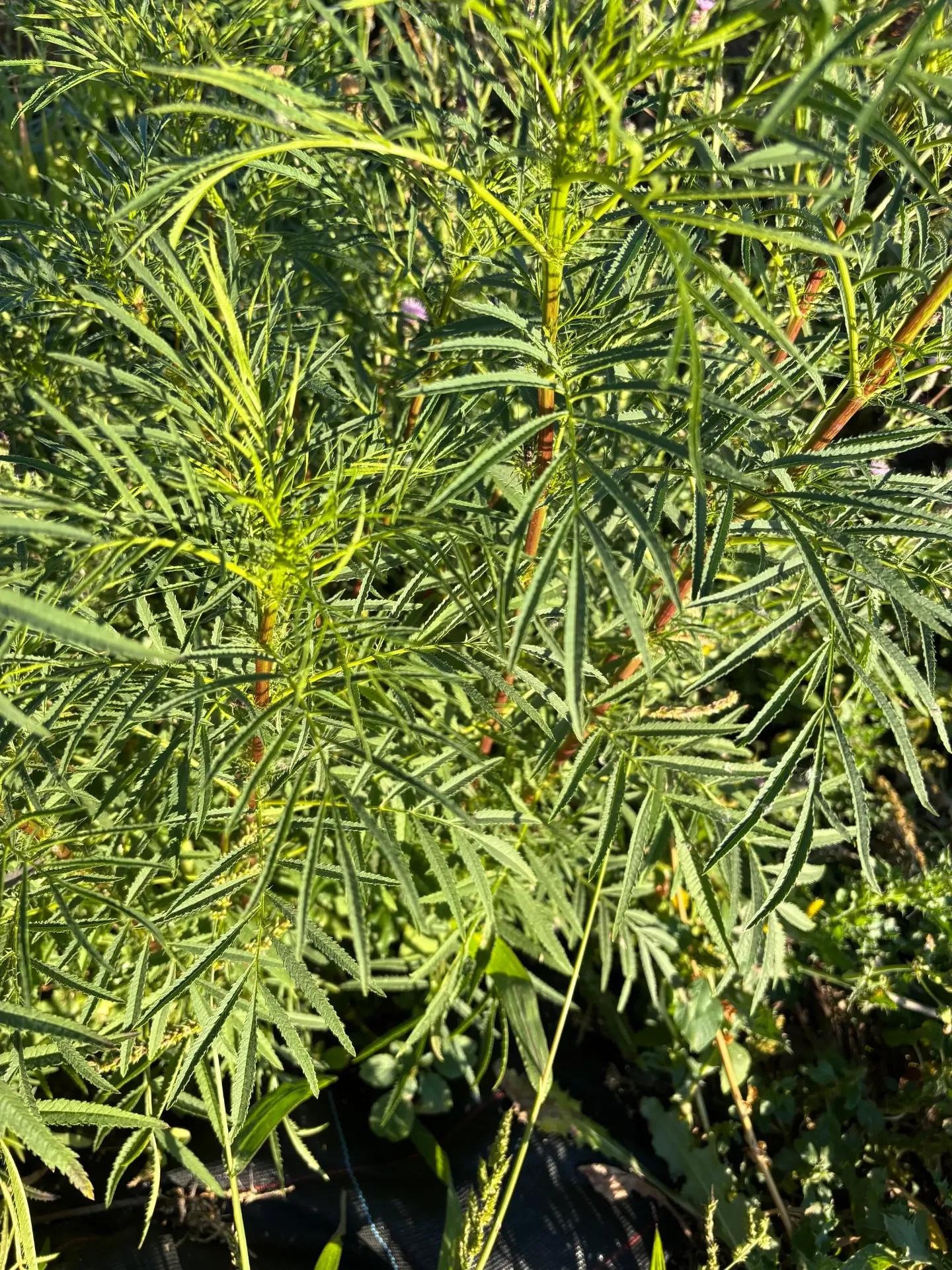 Feuilles de tagète minuta 15p