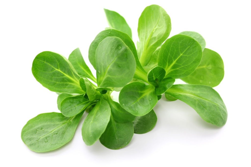 Mâche (salade de blé)