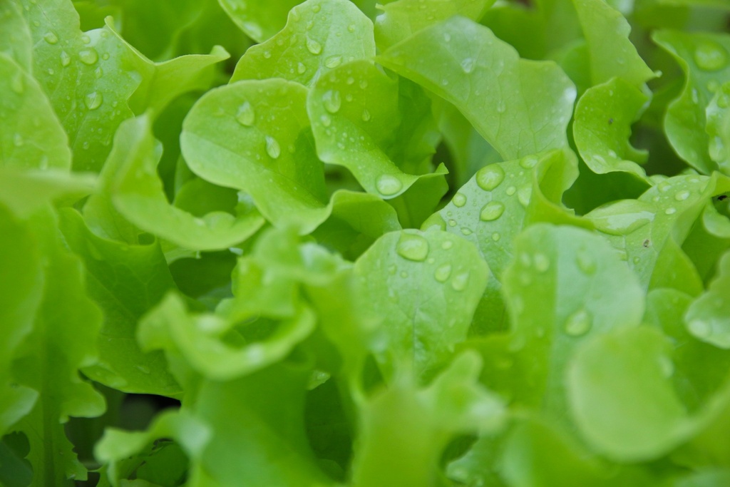 Mesclun de laitues
