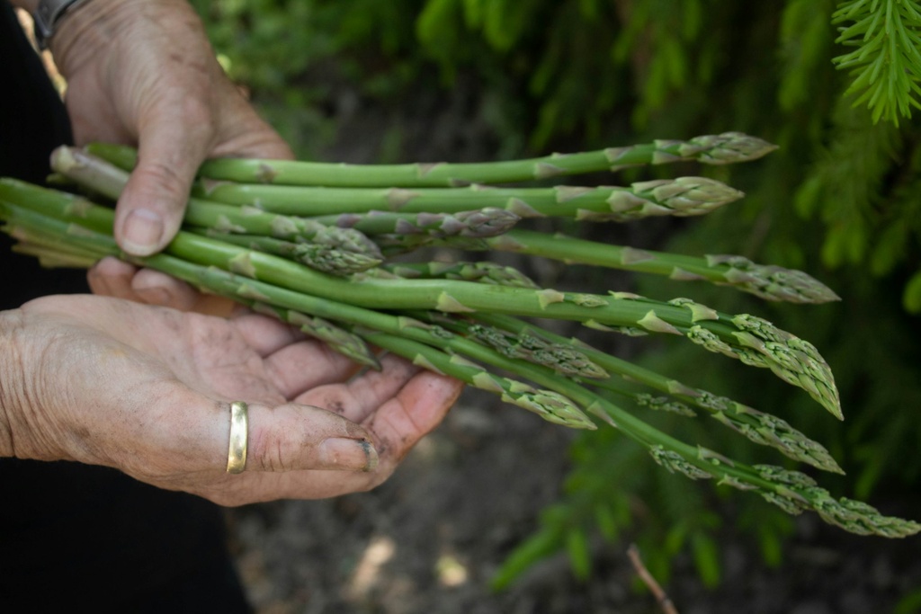 Asperges vertes botte 500g