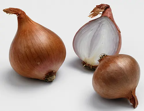 Echalote ronde 200g (mi-sèche)