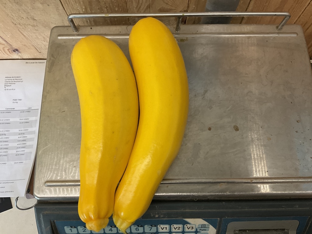 Courgette Jaune