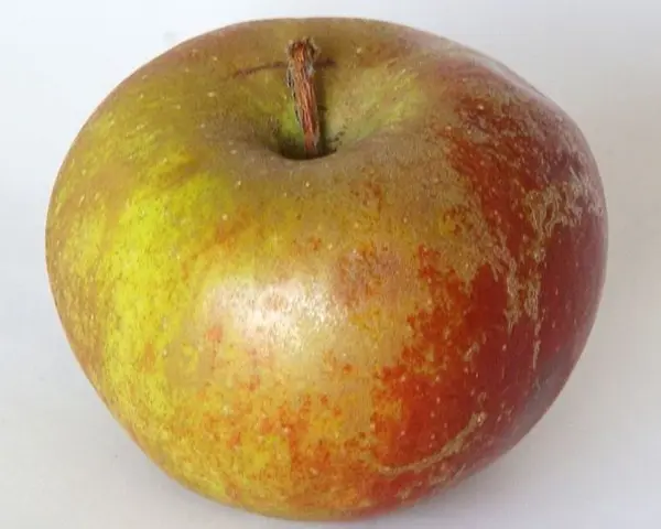 Pomme Belle de Boskoop 1Kg