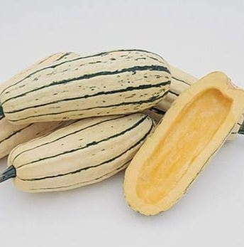 Courge Bush Délicata