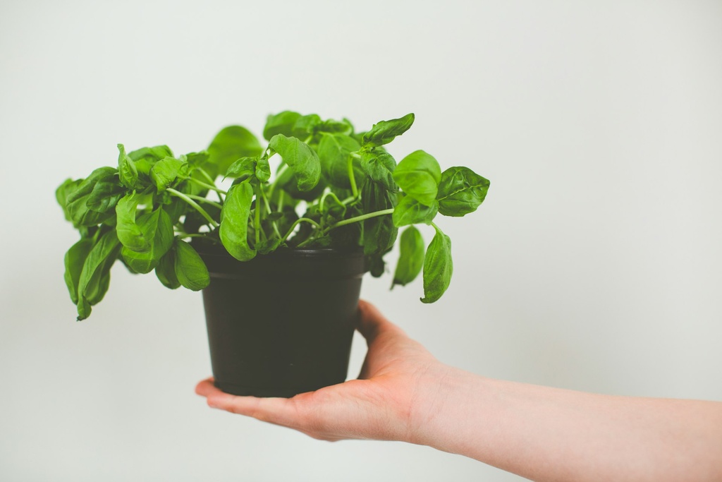 Basilic en pot