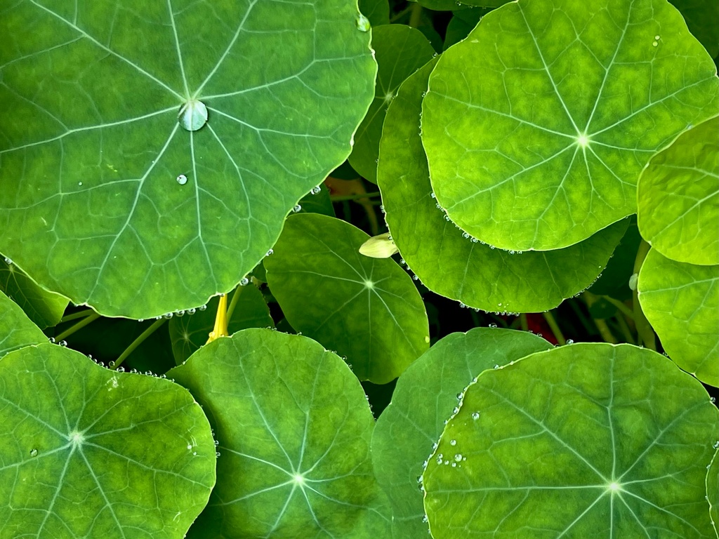 Feuilles de capucine 30p
