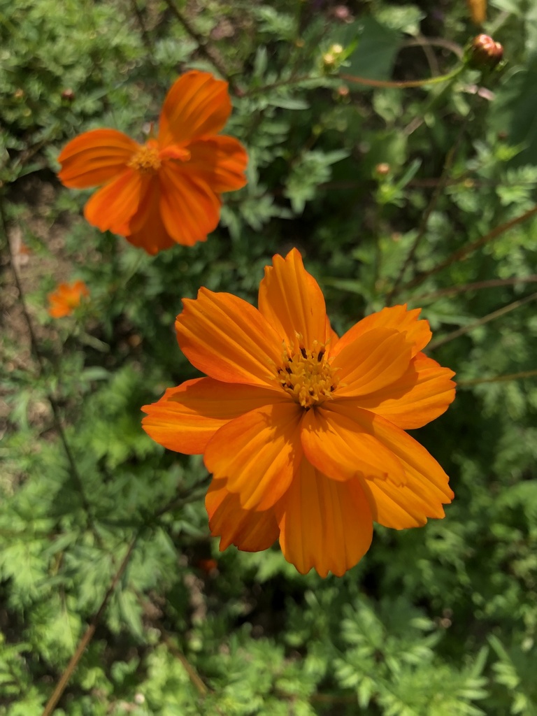 Fleurs de cosmos orange 15p 