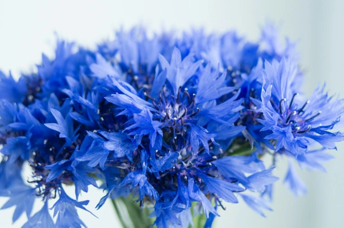 Fleurs de Bleuets 15p