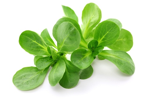 Mâche (salade de blé) 250g 