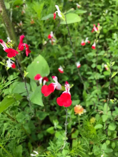 Fleurs de sauge hotlips 20p