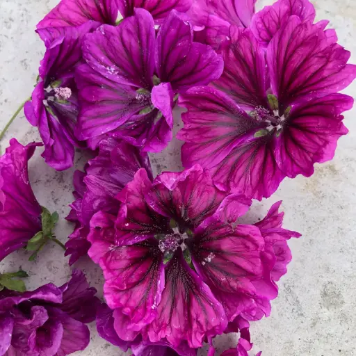 Fleurs de mauve 15p 