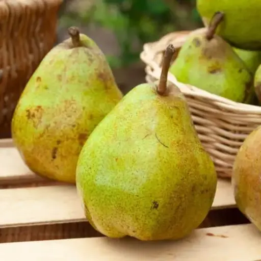 Poire  Comtesse de Paris Kg  