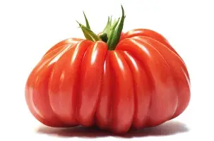 Plant Tomate 'Coeur de Boeuf' Rouge -1P Précommande (Mai) 