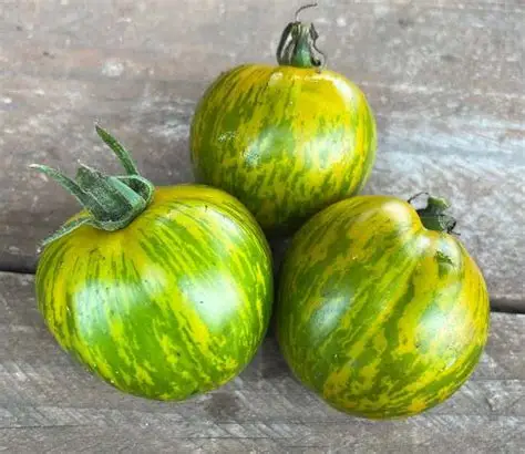 Plant Tomate 'Green Zebra'-1P Précommande (Mai)  