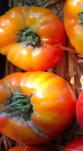 Plant Tomate 'Ananas' -1P 