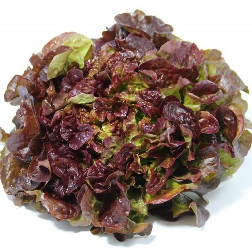 Laitue feuille de chêne rouge Pce
