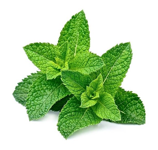Menthe verte botte