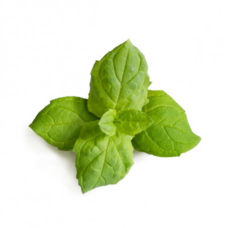 Menthe marocaine botte