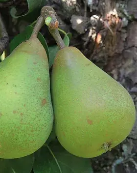 Poire Doyenné de Comice 1Kg