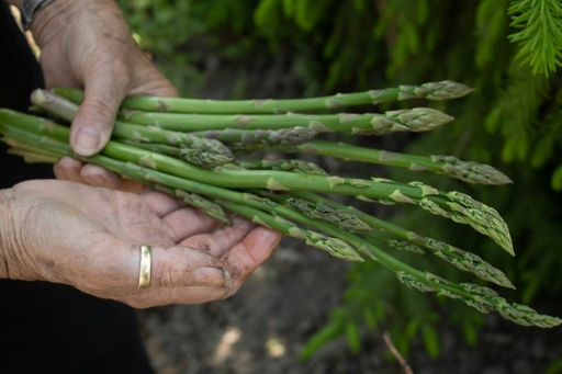 Asperges vertes botte 500g