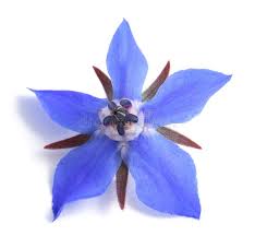 Fleurs de Bourrache 25p