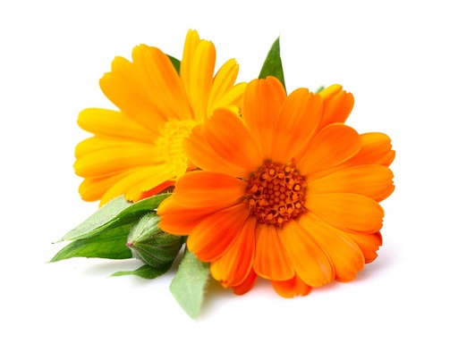 Fleurs de soucis 15p