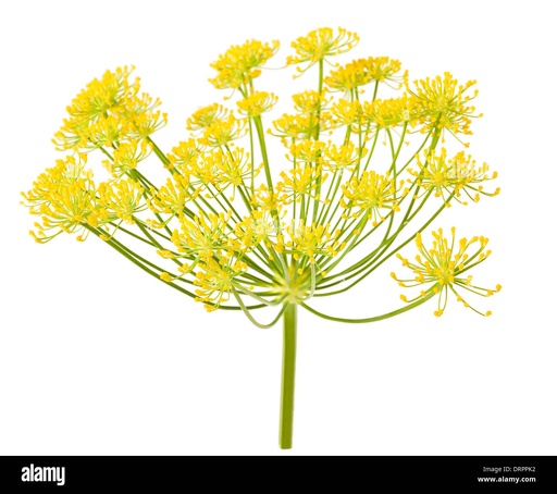 Fleurs de fenouil 5p