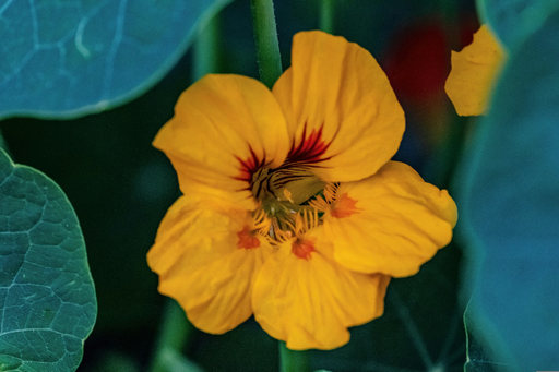 Fleurs de capucine 15p