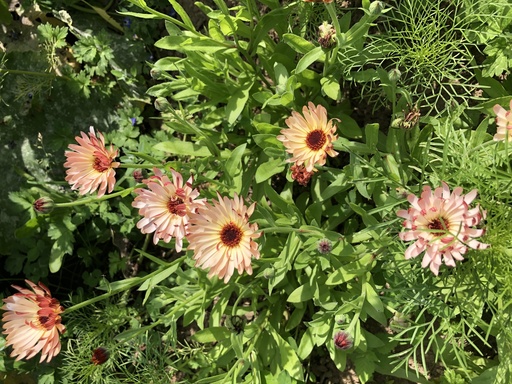 Fleurs de soucis "touch of Red Buff" 15p