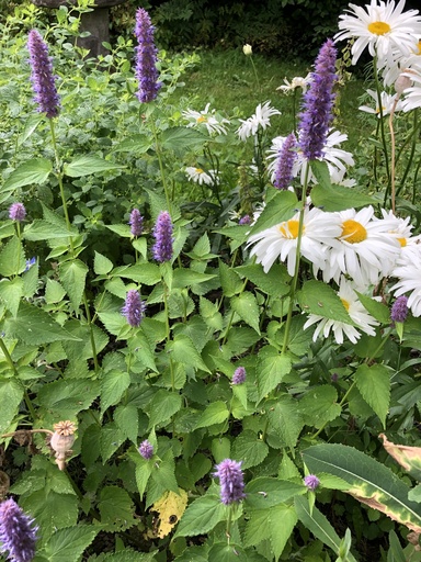 Agastache botte 