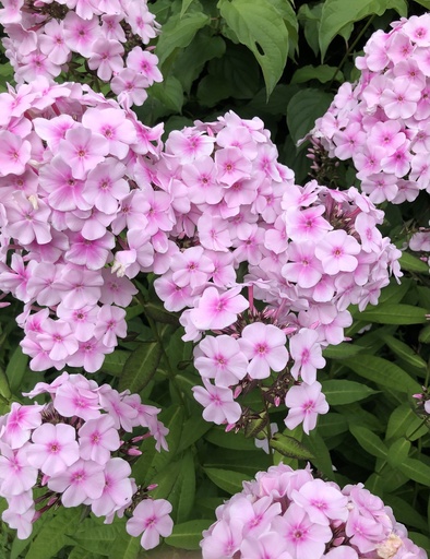 Fleurs de phlox 20p 