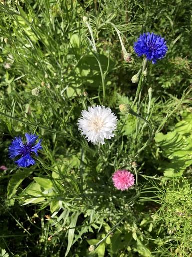 Fleurs de bleuets 15p