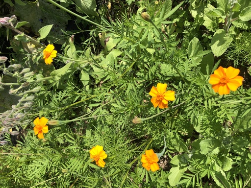 Fleurs de tagètes oranges 15p